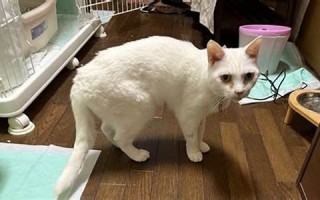 2018年8月8日(2018年8月8日是什么日子)