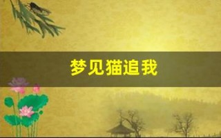 梦见猫追我(梦见猫追我往我身上扑)